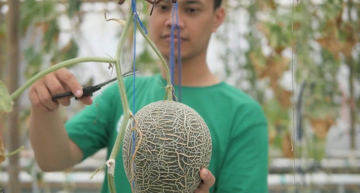 Hasil panen segar dari petani Tanimart