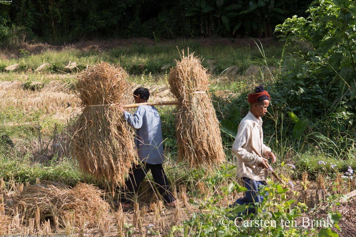 Teknologi AI di Masa Depan Pertanian Indonesia